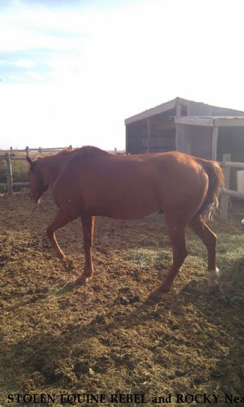 STOLEN EQUINE REBEL and ROCKY Near hasty, CO, 81044